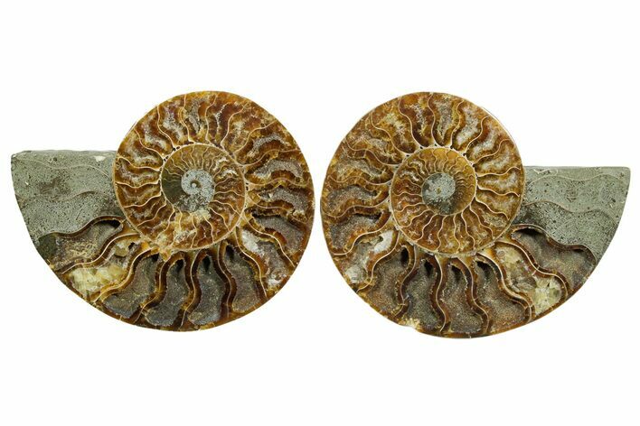 Cut & Polished Crystal-Filled Ammonite Fossil - Madagascar #354123